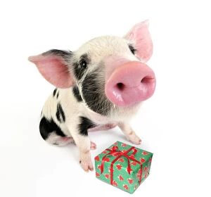 Quirky Collection: Pig. Kune Kune cross Gloucester Old Spot piglet with present Digital Manipulation