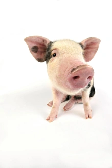 Images Dated 27th June 2008: Pig - Kune Kune cross Gloucester Old Spot piglet