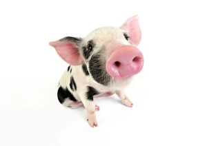 Nose Collection: Pig. Kune Kune cross Gloucester Old Spot piglet