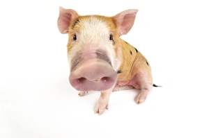 Images Dated 27th June 2008: Pig. Kune Kune cross Gloucester Old Spot piglet Digital Manipulation: enhanced fish-eye lens