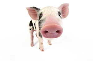 Images Dated 27th June 2008: Pig. Kune Kune cross Gloucester Old Spot piglet