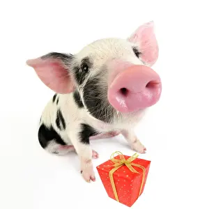 Pigs Prints: Pig. Kune Kune cross Gloucester Old Spot piglet with present Manipulation - present added