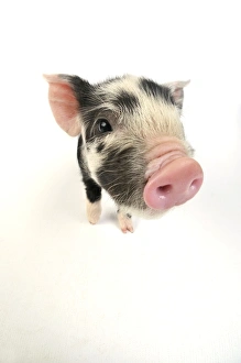 Images Dated 30th May 2008: Pig. Kune Kune piglet on white background