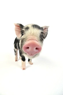 Images Dated 30th May 2008: Pig. Kune Kune piglet on white background
