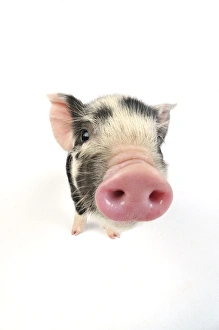 Images Dated 30th May 2008: Pig. Kune Kune piglet on white background