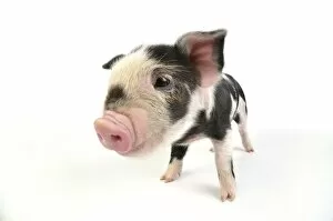 Images Dated 30th May 2008: Pig. Kune Kune piglet on white background