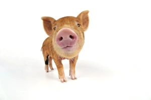 Images Dated 6th July 2008: Pig. Kune Kune piglet on white background