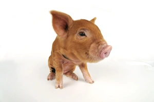 Images Dated 6th July 2008: Pig. Kune Kune piglet on white background
