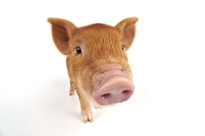 Images Dated 6th July 2008: Pig. Kune Kune piglet on white background
