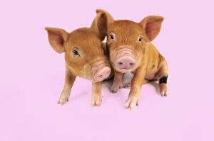 Pig - Kune Kune piglets on pink background