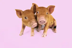 Kune Kune Prints: Pig. Kune Kune piglets on pink background Digital Manipulation: background white to pink