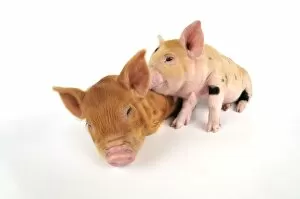 Images Dated 6th July 2008: Pig. Kune Kune piglets on white background