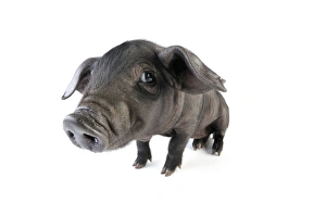 Images Dated 11th December 2008: Pig. Large black piglet