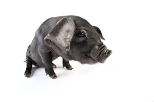 Images Dated 11th December 2008: Pig. Large black piglet