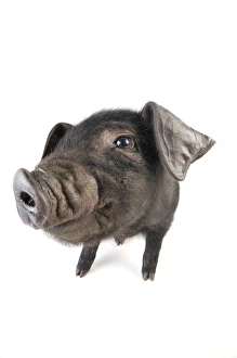 Images Dated 11th December 2008: Pig. Large black piglet