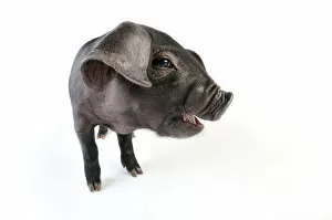 Images Dated 11th December 2008: Pig. Large black piglet