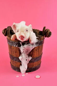 Images Dated 7th July 2008: Pig. Large white cross piglet in bucket with bubbles