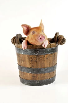 Farm Animals Collection: Pig - Large white cross piglet in bucket with eyes shut