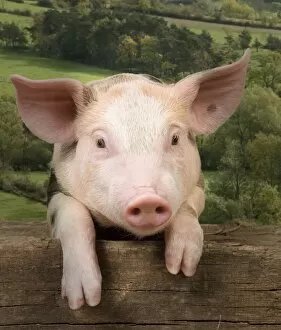 Pig - leaning over wooden fence