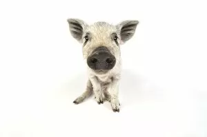 Images Dated 13th July 2008: Pig. Mangalitza piglet on white background