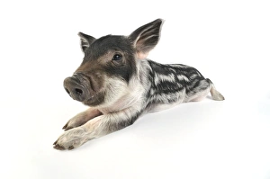 Images Dated 13th July 2008: Pig. Mangalitza piglet on white background