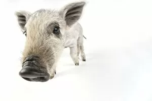 Images Dated 13th July 2008: Pig. Mangalitza piglet on white background