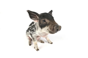 Images Dated 13th July 2008: Pig. Mangalitza piglet on white background