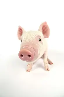 Pig. Middle White piglet