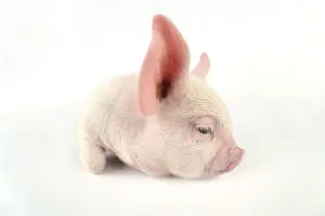 Pig. Middle White piglet