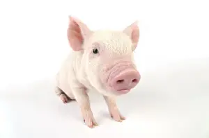 Pig. Middle White piglet