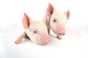 Images Dated 8th July 2008: Pig. Middle White piglet