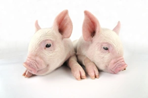 Images Dated 8th July 2008: Pig. Middle White piglets