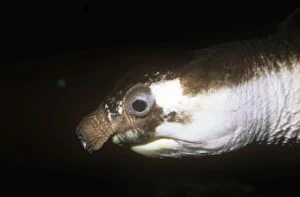 Images Dated 20th August 2009: Pig-nosed Turtle - showing characteristic nose