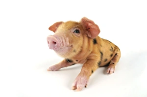 Images Dated 1st September 2008: Pig. Oxford sandy and black piglet on white background