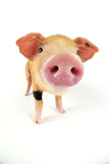 Images Dated 1st September 2008: Pig. Oxford sandy and black piglet on white background