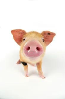 Images Dated 1st September 2008: Pig. Oxford sandy and black piglet on white background