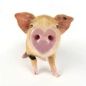 Pigs Prints: Pig. Oxford sandy and black piglet on white background with heart shaped nose