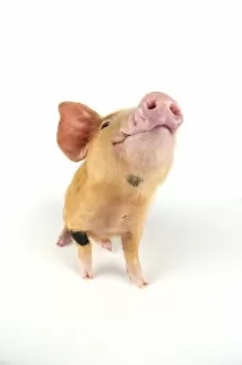 Pig. Oxford sandy piglet on white background