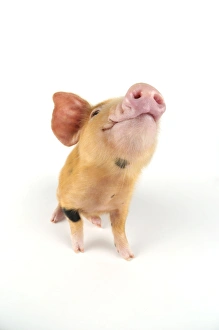 Images Dated 1st September 2008: Pig. Oxford sandy piglet on white background