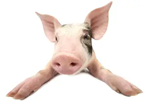 Pigs Prints: Pig - Piglet