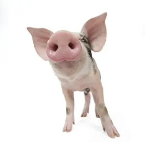 Pig - Piglet