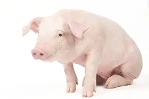 Pig - Piglet