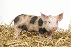 Pig - Piglet