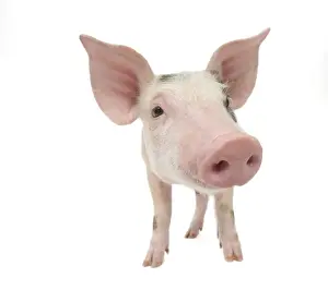 Pig - Piglet