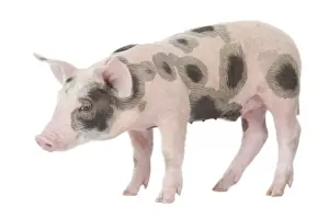 Pig - Piglet