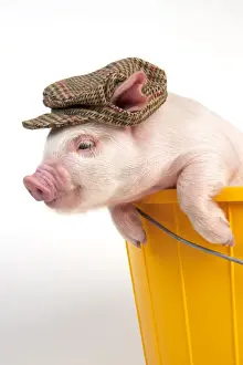 Pigs Prints: PIG - Piglet in a bucket wearing a hat