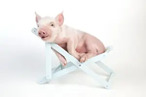 Baby Animal Prints: PIG - Piglet laying in deckchair