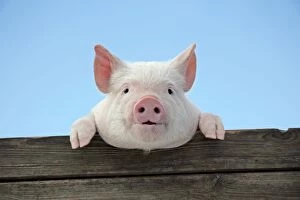 PIG. Piglet looking over door