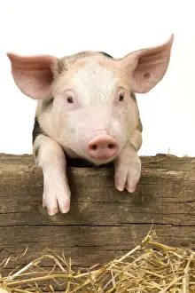 Fences Prints: Pig - Piglet looking over fence