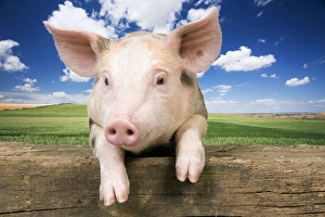 Farm Animals Collection: Pig - Piglet looking over fence Digtal Manipulation: background LA